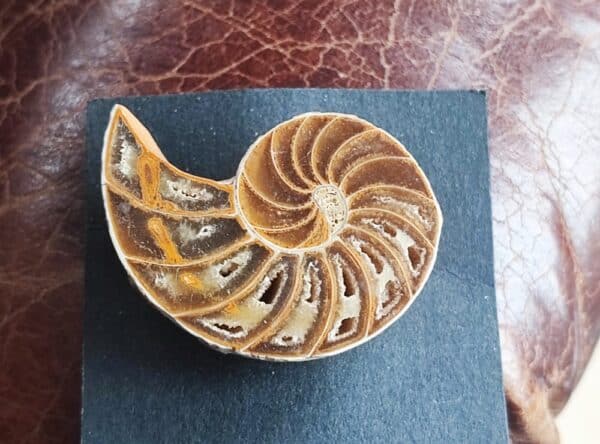 Brosche Nautilus Nautilodee Fossil Silber 925 Unikat